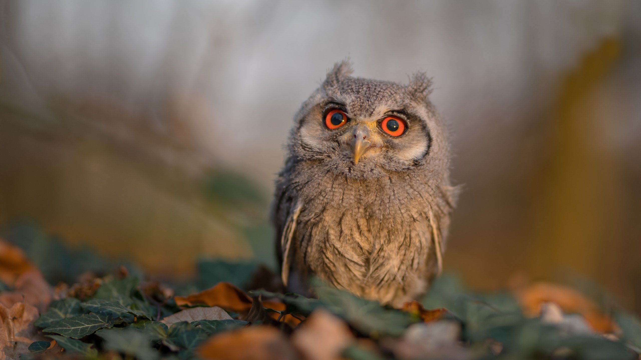 《【未来趋势】虚拟电竞现场:虚实结合的新体验》,虚拟化电子竞技哪些